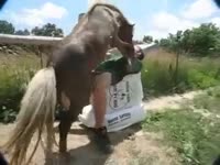 Guy endures horse fucking him in the ass during outdoor zoophilia